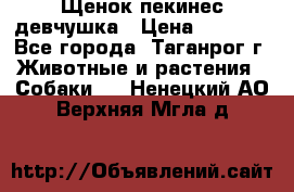 Щенок пекинес девчушка › Цена ­ 2 500 - Все города, Таганрог г. Животные и растения » Собаки   . Ненецкий АО,Верхняя Мгла д.